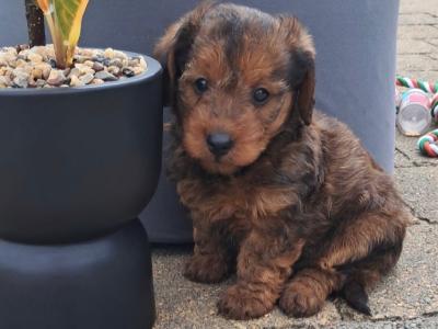 Jackapoo puppies (Jack Russell x Poodle) in Galway