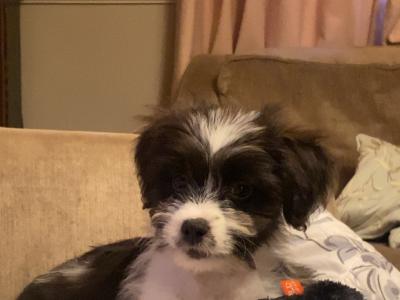 Female Border Collie x Schnauzer puppy in Donegal