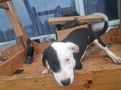 2 females left - Boxer x Border Collie puppies in Galway