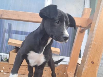 Boxer x Border Collie puppies in Galway