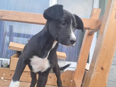 Boxer x Border Collie puppies in Galway