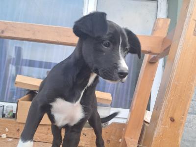2 females left - Boxer x Border Collie puppies in Galway