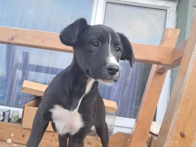 2 females left - Boxer x Border Collie puppies in Galway