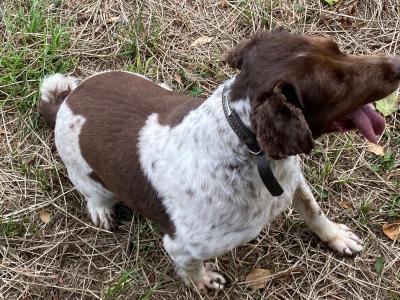 Benji is a male Springer Spaniel dog for sale in Kildare