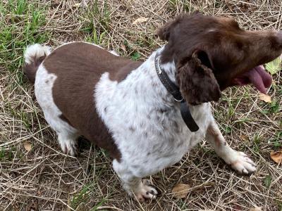 Benji is a male Springer Spaniel dog for sale in Kildare