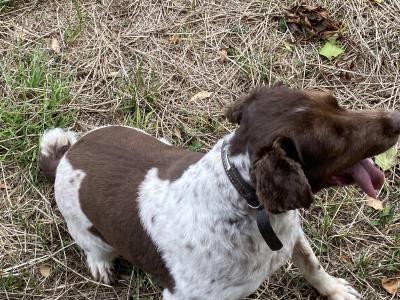 Male Springer Spaniel for sale in Kildare