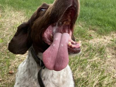 Male Springer Spaniel for sale in Kildare