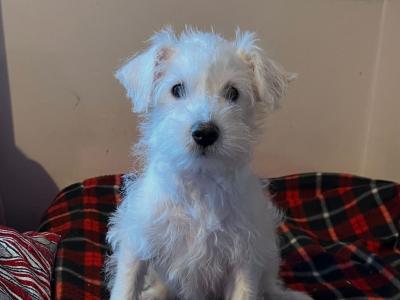 Rare Miniature Schnoodle puppies Family Raised in Wexford