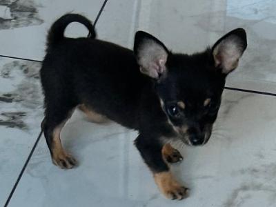 Male Chihuahua puppy 🐶 in Dublin