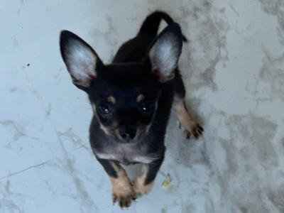 Male Chihuahua puppy 🐶 in Dublin