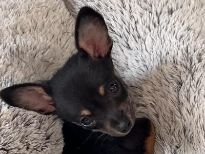 Male Chihuahua puppy 🐶 in Dublin
