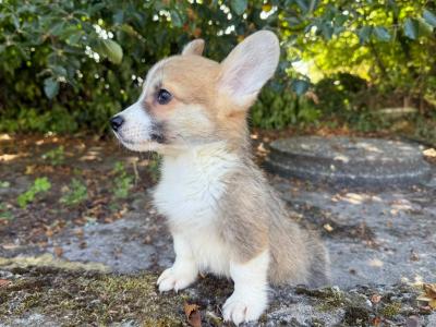 Pedigree Corgi puppies for sale IKC Registered
