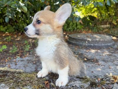 IKC Registered Pedigree Corgi puppy for sale in Cork