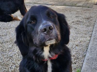 Two female Bernese Mountain Dog x Newfoundland puppies 12 months old for sale in Kildare