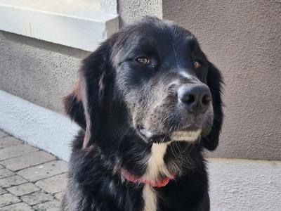 Two female Bernese Mountain Dog x Newfoundland puppies 12 months old for sale in Kildare