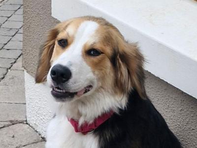 Two female Bernese Mountain Dog x Newfoundland puppies 12 months old for sale in Kildare