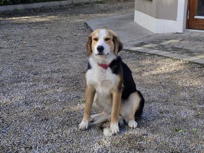 Two female Bernese Mountain Dog x Newfoundland puppies 12 months old for sale in Kildare