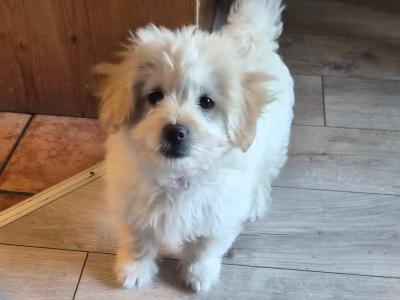 Beautiful female Poochon x Pomeranian puppy  in Clare
