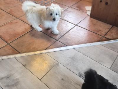 Beautiful female Poochon x Pomeranian puppy  in Clare