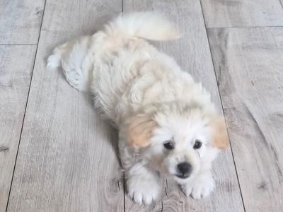 Beautiful female Poochon x Pomeranian puppy  in Clare