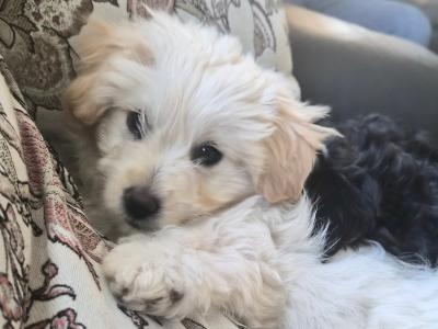 Beautiful female Poochon x Pomeranian puppy  in Clare