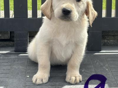 Goldador puppies (Golden Retreiver x Labrador) in Laois