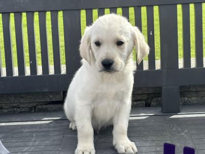 Goldador puppies (Golden Retreiver x Labrador) in Laois