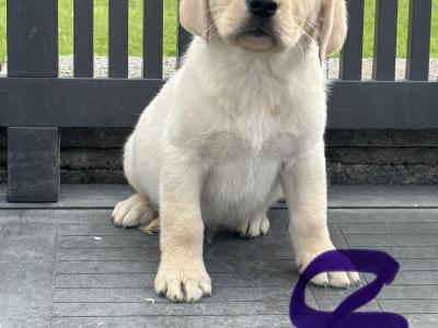 Goldador puppies (Golden Retreiver x Labrador) in Laois