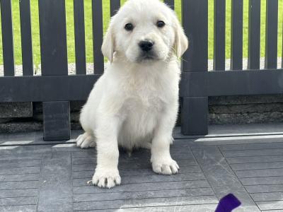 Goldador puppies (Golden Retreiver x Labrador) in Laois
