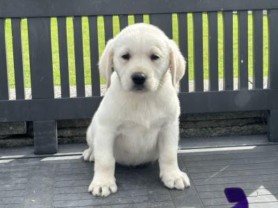 Goldador puppies (Golden Retreiver x Labrador) in Laois
