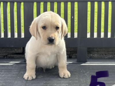 Goldador puppies (Golden Retreiver x Labrador) in Laois