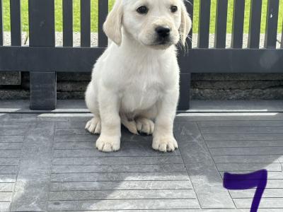 Goldador puppies (Golden Retreiver x Labrador) in Laois