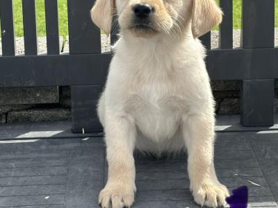 Goldador puppies (Golden Retreiver x Labrador) in Laois