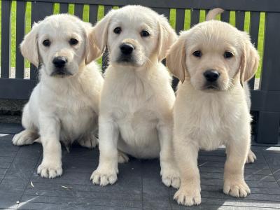 Goldador puppies (Golden Retreiver x Labrador) in Laois