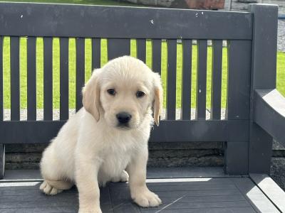 Goldador puppies (Golden Retreiver x Labrador) in Laois