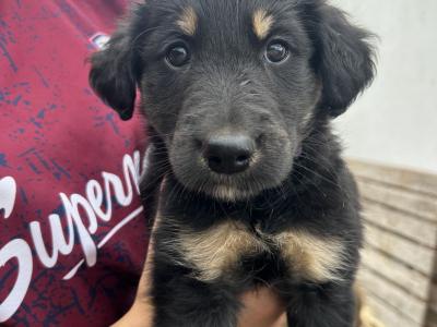 Blue Merle x Golden Retriever puppies for sale in Galway