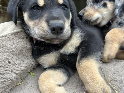 Blue Merle x Golden Retriever puppies for sale in Galway