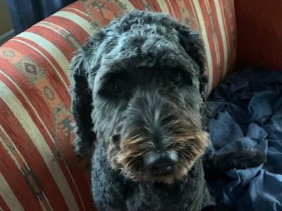 Milo is a friendly active male Spridoodle 6½ years old in Galway is looking for a new home
