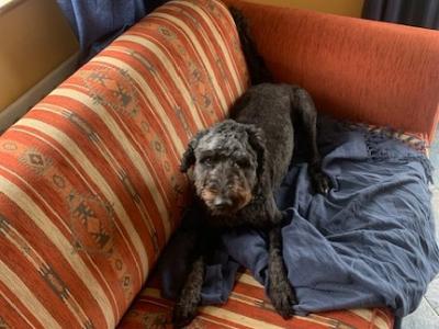 Milo is a friendly active male Spridoodle 6½ years old in Galway is looking for a new home