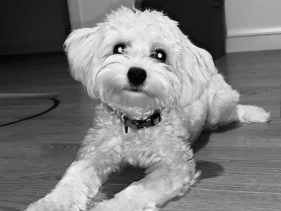 Cavachon available for stud