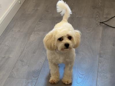 Cavachon available for stud