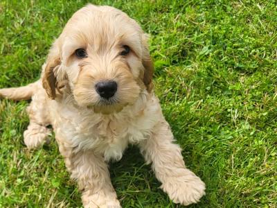 Cockapoo puppies in Cavan