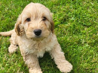 Cockapoo puppies in Cavan