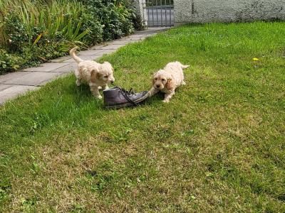 Cockapoo puppies in Cavan