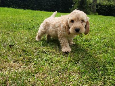 Cockapoo puppies in Cavan