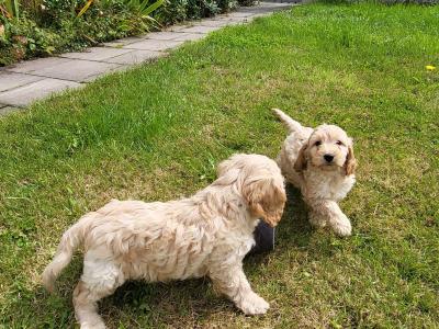 Cockapoo puppies in Cavan