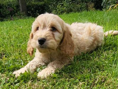 Cockapoo puppies in Cavan