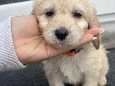Female Cockapoo puppy in Tipperary