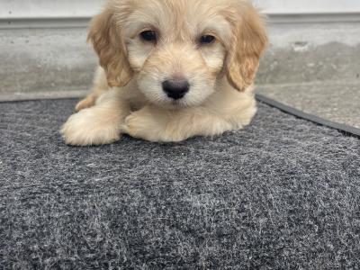 Female Cockapoo puppy in Tipperary