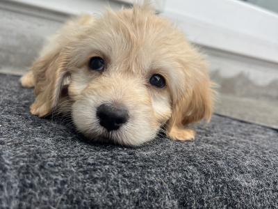 Female Cockapoo puppy in Tipperary